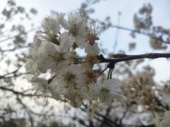 -两河城市森林公园