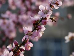 -桃花堤公园