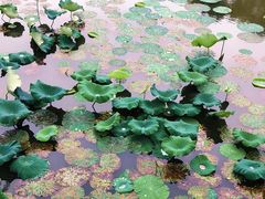 -水上明月·湖景餐厅