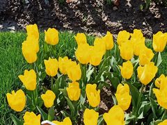 -上海闵行区万科双语学校