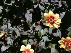 -墨尔本皇家植物园
