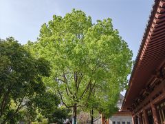 -西安大兴善寺