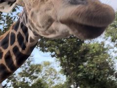 -清迈夜间动物园