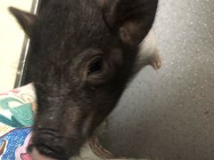 -我爱猫咪·猫咖·狗咖·安哥拉兔·羊驼咖(小寨华旗店)