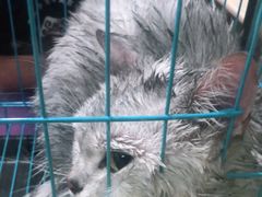 -宠颐生汉谟拉比宠物医院