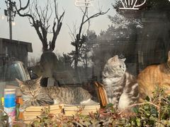 -海边的猫和咖啡馆