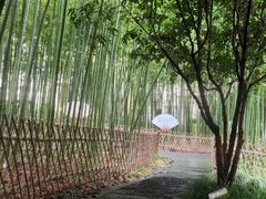 -陈家山荷花公园