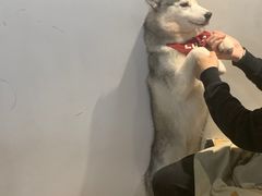-Husky Go! 哈士奇体验馆·宠物咖啡厅狗咖