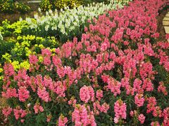 -紫颐香薰山谷景区