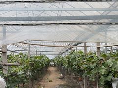 -马陆小张葡萄园农家乐