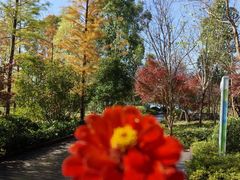 -昆山城市生态森林公园