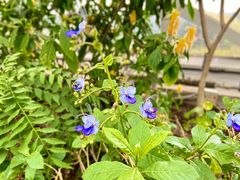 -上海辰山植物园
