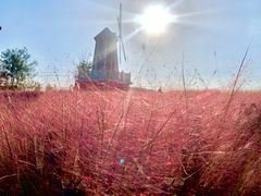 -羊亭河湿地公园