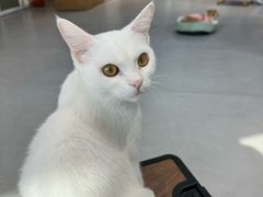-Heymao猫咖.咖啡厅(东门店)