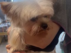 -帕帕拉兹宠物(亚洲旗舰店)