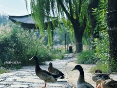 -三忘湖 SWANSEEN(柳荫公园店)