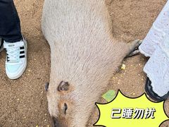 -北京野生动物园