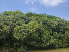 -大湾区中央湿地公园