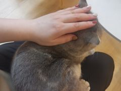 -猫咪派对(江南西店)