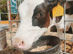 -君乐宝优致牧场