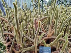 -深圳仙湖植物园