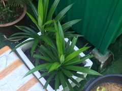 -都念榴莲·城市榴莲