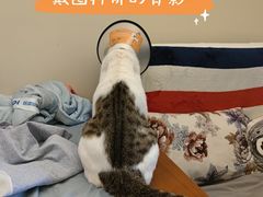 -创凡宠物医院·骨专科  猫科中心(西乡分院)