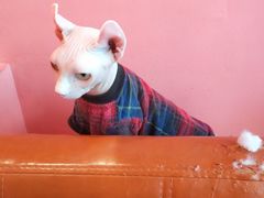 -藏猫猫咖啡主题馆(中央大道店)