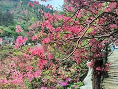 -木兰云雾山