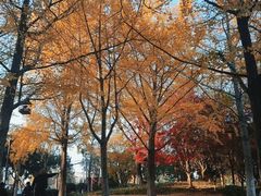 -泰州凤城河风景区-泰山公园