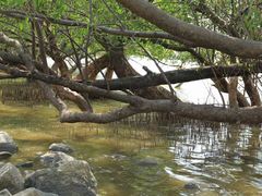 -宝安西湾红树林湿地公园