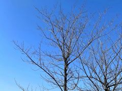 -瑶湖郊野森林公园