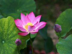 -莲花池公园