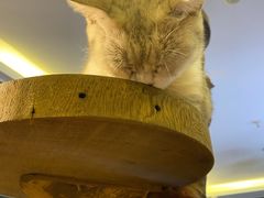 -more than meow吴止猫主题餐厅(承德 中船汇店)