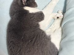 -伟伟宠物医院·瑞派猫友好医院·猫科(光谷店)