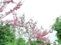 -深圳国际园林花卉博览园