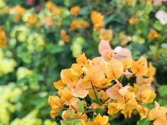 -芒洲湿地公园