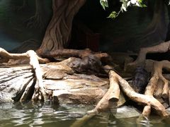 -正佳雨林生态植物园