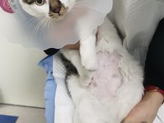 -纳吉亚猫专科动物诊疗中心(蒋宅口分院)