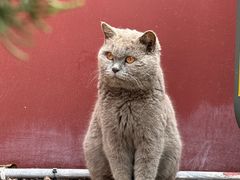 -长春观
