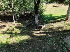 -沈阳鸟岛