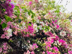 -深圳国际园林花卉博览园