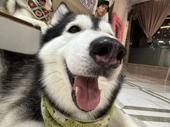 -星多哈·狗咖·拼豆·咖啡