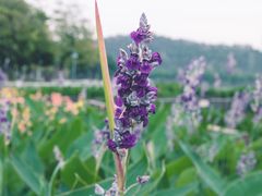 -顺峰山公园