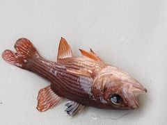 -小猫钓鱼海钓俱乐部(椰梦长廊店)