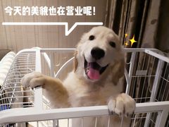 -多乐狗狗宠物训练工作室