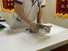 -宠爱国际动物医院· 猫科· 外科·中兽医(长白店)