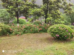 -铁山坪森林公园