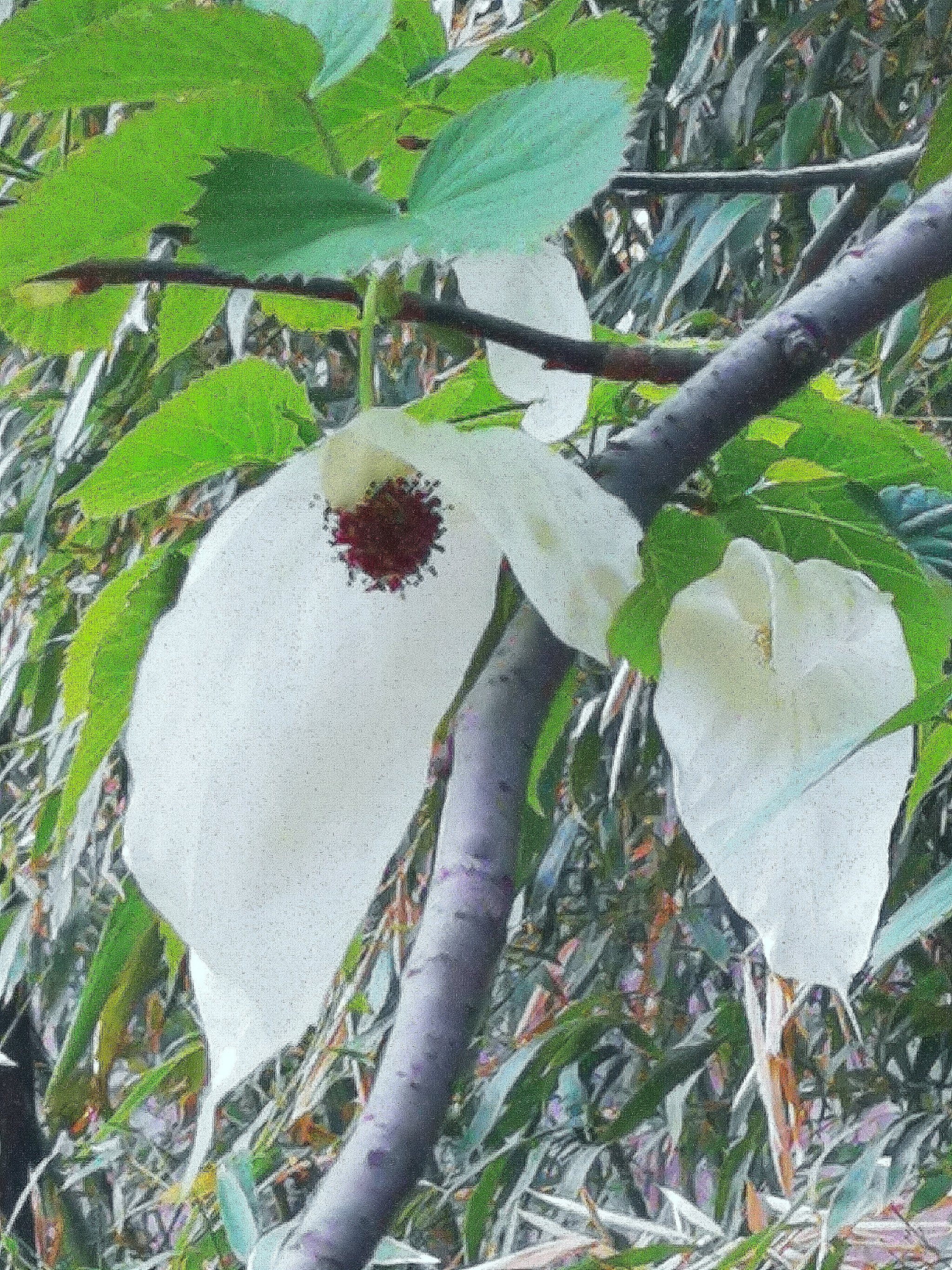 国家植物园‖珙桐花开