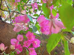 -深圳国际园林花卉博览园